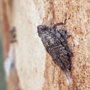 Fulgoroidea sp. (superfamily) at Bruce, ACT - 18 May 2021