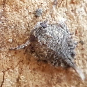 Fulgoroidea (superfamily) at Bruce, ACT - 18 May 2021 04:00 PM