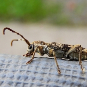 Pempsamacra dispersa at Crooked Corner, NSW - 6 Oct 2019 03:34 PM