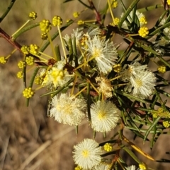 Acacia genistifolia (Early Wattle) at Bruce Ridge to Gossan Hill - 18 May 2021 by tpreston