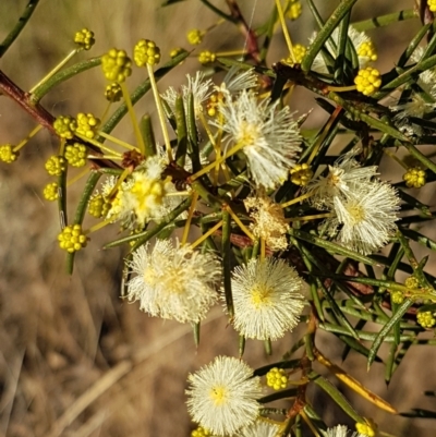 Acacia genistifolia (Early Wattle) at Bruce, ACT - 18 May 2021 by trevorpreston