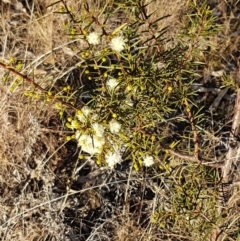 Acacia genistifolia at Bruce, ACT - 18 May 2021 03:57 PM