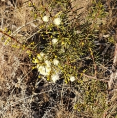 Acacia genistifolia at Bruce, ACT - 18 May 2021