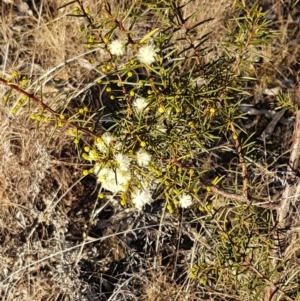 Acacia genistifolia at Bruce, ACT - 18 May 2021 03:57 PM