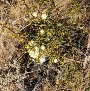 Acacia genistifolia at Bruce, ACT - 18 May 2021