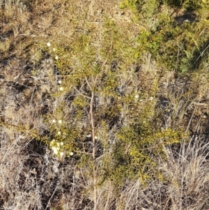 Acacia genistifolia at Bruce, ACT - 18 May 2021