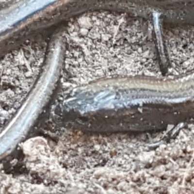Hemiergis talbingoensis (Eastern Three-toed Earless Skink) at Bruce, ACT - 18 May 2021 by trevorpreston