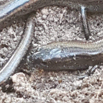 Hemiergis talbingoensis (Three-toed Skink) at Bruce, ACT - 18 May 2021 by trevorpreston