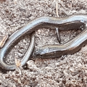 Hemiergis talbingoensis at Bruce, ACT - 18 May 2021