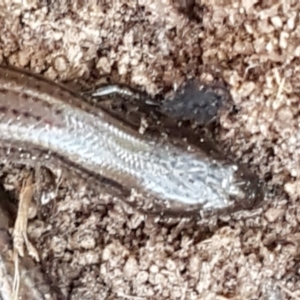 Hemiergis talbingoensis at Bruce, ACT - 18 May 2021