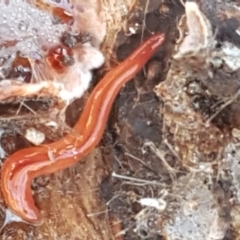 Anzoplana trilineata (A Flatworm) at Bruce, ACT - 18 May 2021 by trevorpreston