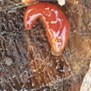 Anzoplana trilineata at Bruce, ACT - 18 May 2021