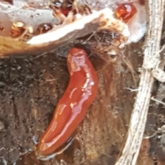 Anzoplana trilineata at Bruce, ACT - 18 May 2021