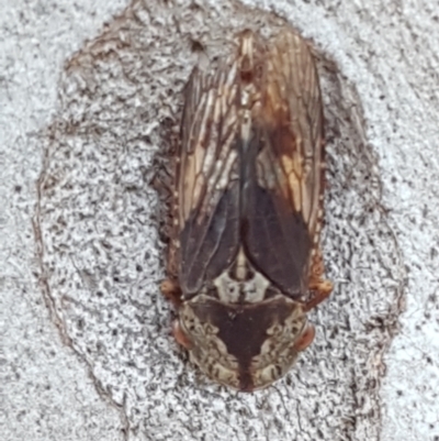 Stenocotis sp. (genus) (A Leafhopper) at Bruce, ACT - 18 May 2021 by trevorpreston