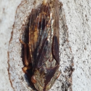 Stenocotis sp. (genus) at Bruce, ACT - 18 May 2021