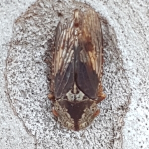 Stenocotis sp. (genus) at Bruce, ACT - 18 May 2021