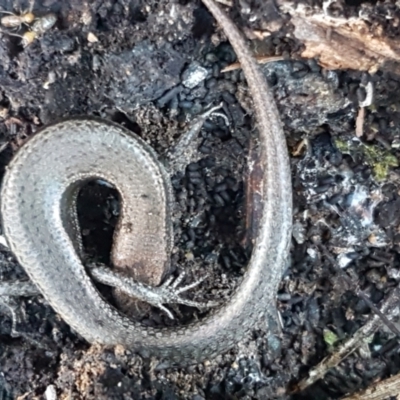 Lampropholis delicata (Delicate Skink) at Flea Bog Flat, Bruce - 18 May 2021 by tpreston