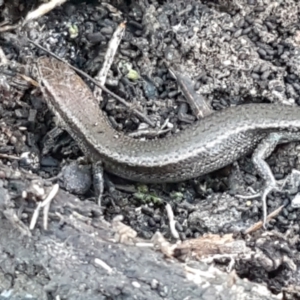 Lampropholis delicata at Bruce, ACT - 18 May 2021