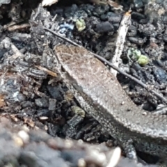 Lampropholis delicata at Bruce, ACT - 18 May 2021