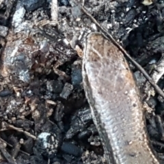 Lampropholis delicata at Bruce, ACT - 18 May 2021 03:38 PM