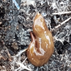 Lenkunya virgata (Brown-streaked planarian) at Aranda, ACT - 18 May 2021 by trevorpreston