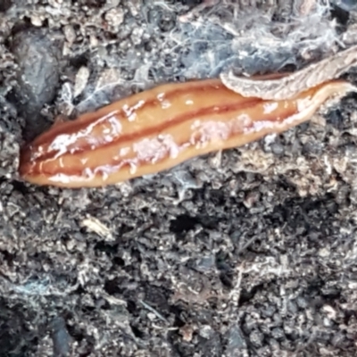 Anzoplana trilineata (A Flatworm) at Bruce Ridge to Gossan Hill - 18 May 2021 by trevorpreston