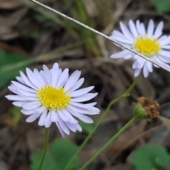 Brachyscome rigidula (Hairy Cut-leaf Daisy) at Bruce, ACT - 18 May 2021 by tpreston