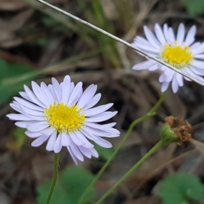 Brachyscome rigidula (Hairy Cut-leaf Daisy) at Flea Bog Flat, Bruce - 18 May 2021 by tpreston