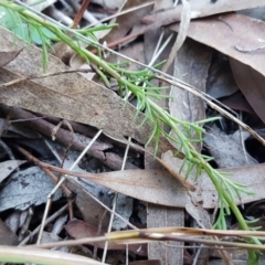 Brachyscome rigidula at Bruce, ACT - 18 May 2021 03:32 PM