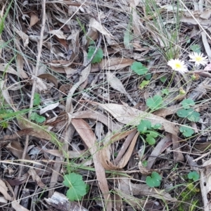 Brachyscome rigidula at Bruce, ACT - 18 May 2021 03:32 PM