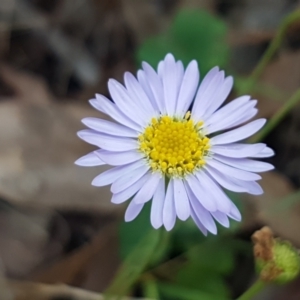 Brachyscome rigidula at Bruce, ACT - 18 May 2021