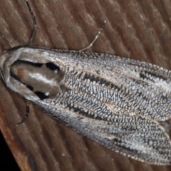Endoxyla lituratus (A Wattle Goat Moth) at Melba, ACT - 7 Dec 2020 by Bron