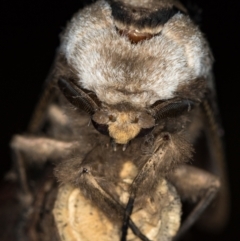 Endoxyla lituratus at Melba, ACT - 8 Dec 2020