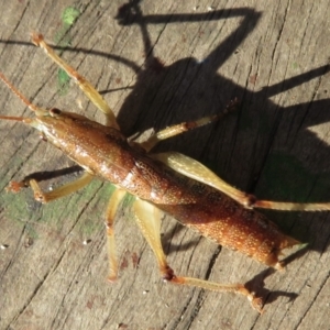 Coptaspis sp. (genus) at Wandella, NSW - suppressed