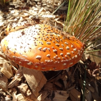 Amanita muscaria (Fly Agaric) at Reid, ACT - 18 May 2021 by AndyRussell