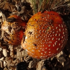 Amanita muscaria at Reid, ACT - 18 May 2021