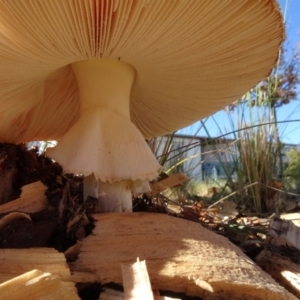 Amanita muscaria at Reid, ACT - 18 May 2021