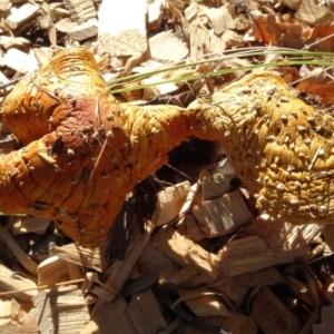 Amanita muscaria at Reid, ACT - 18 May 2021