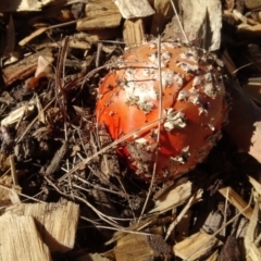 Amanita muscaria at Reid, ACT - 18 May 2021 03:13 PM