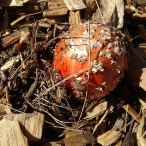 Amanita muscaria at Reid, ACT - 18 May 2021