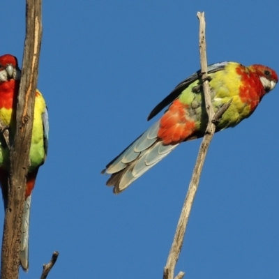 Platycercus eximius (Eastern Rosella) at Mount Ainslie - 17 May 2021 by jb2602