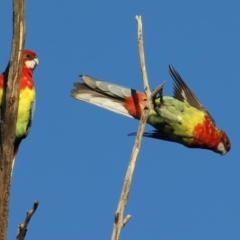 Platycercus eximius at Hackett, ACT - 17 May 2021