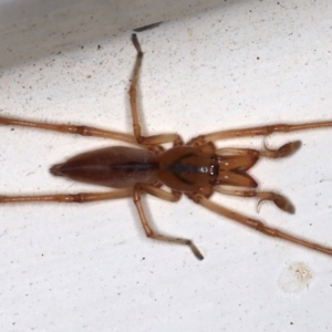 Tetragnatha sp. (genus) at Ainslie, ACT - 14 May 2021 11:51 PM