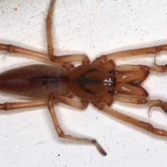 Tetragnatha sp. (genus) at Ainslie, ACT - 14 May 2021