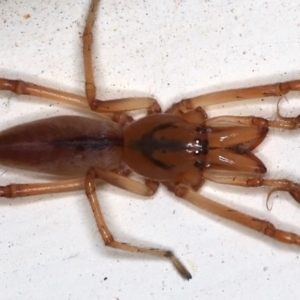 Tetragnatha sp. (genus) at Ainslie, ACT - 14 May 2021