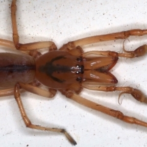 Tetragnatha sp. (genus) at Ainslie, ACT - 14 May 2021