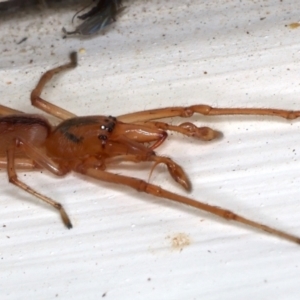 Tetragnatha sp. (genus) at Ainslie, ACT - 14 May 2021 11:51 PM