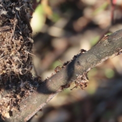 Papyrius nitidus (Shining Coconut Ant) at Griffith Woodland - 18 May 2021 by roymcd