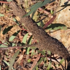 Papyrius nitidus at Griffith, ACT - 18 May 2021