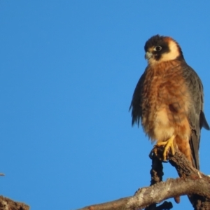 Falco longipennis at Garran, ACT - 18 May 2021